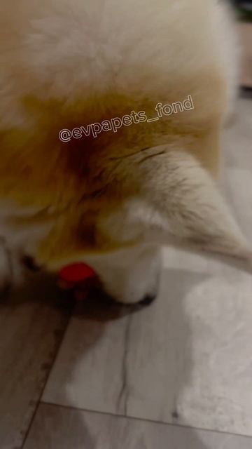 Когда не можешь выбрать— бери всё! 😂Аляска на передержке, скоро узкие специалисты #хаскивидео #врек смотреть онлайн