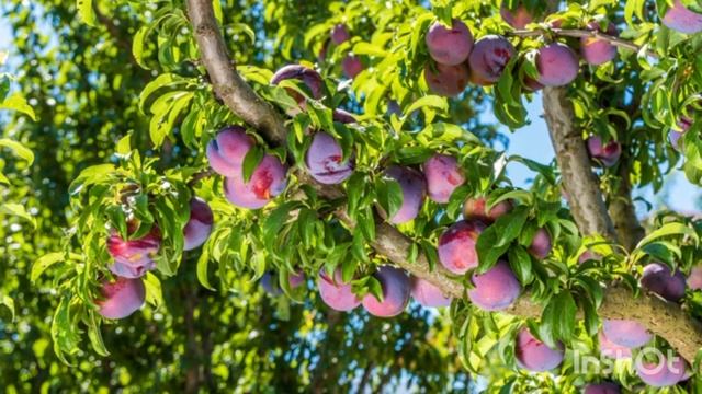 Ознайомлення з природнім довкіллям. Фрукти в нашому садку. Молодший дошкільний вік. смотреть онлайн