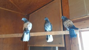 Николаевские голуби Молодёжь 2025 первые доросли