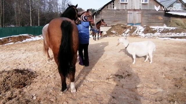 весенние прогулки  и КОЗА))) VivaCut_video_1743106017075_HD.mp4