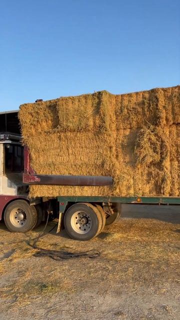 Hay (Alfalfa) loading. Hay squeeze смотреть онлайн