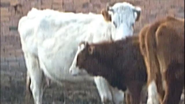 Настоящие Телячьи нежности