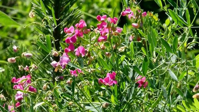 In the Samara Botanical Garden. End of June. Blues. В самарском ботаническом саду. Конец июня. Блюз смотреть онлайн