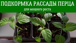 ПОДКОРМКА РАССАДЫ ПЕРЦЕВ ДЛЯ МОЩНОГО РОСТА. Чем подкормить рассаду, чтобы была крепкая и мощная.