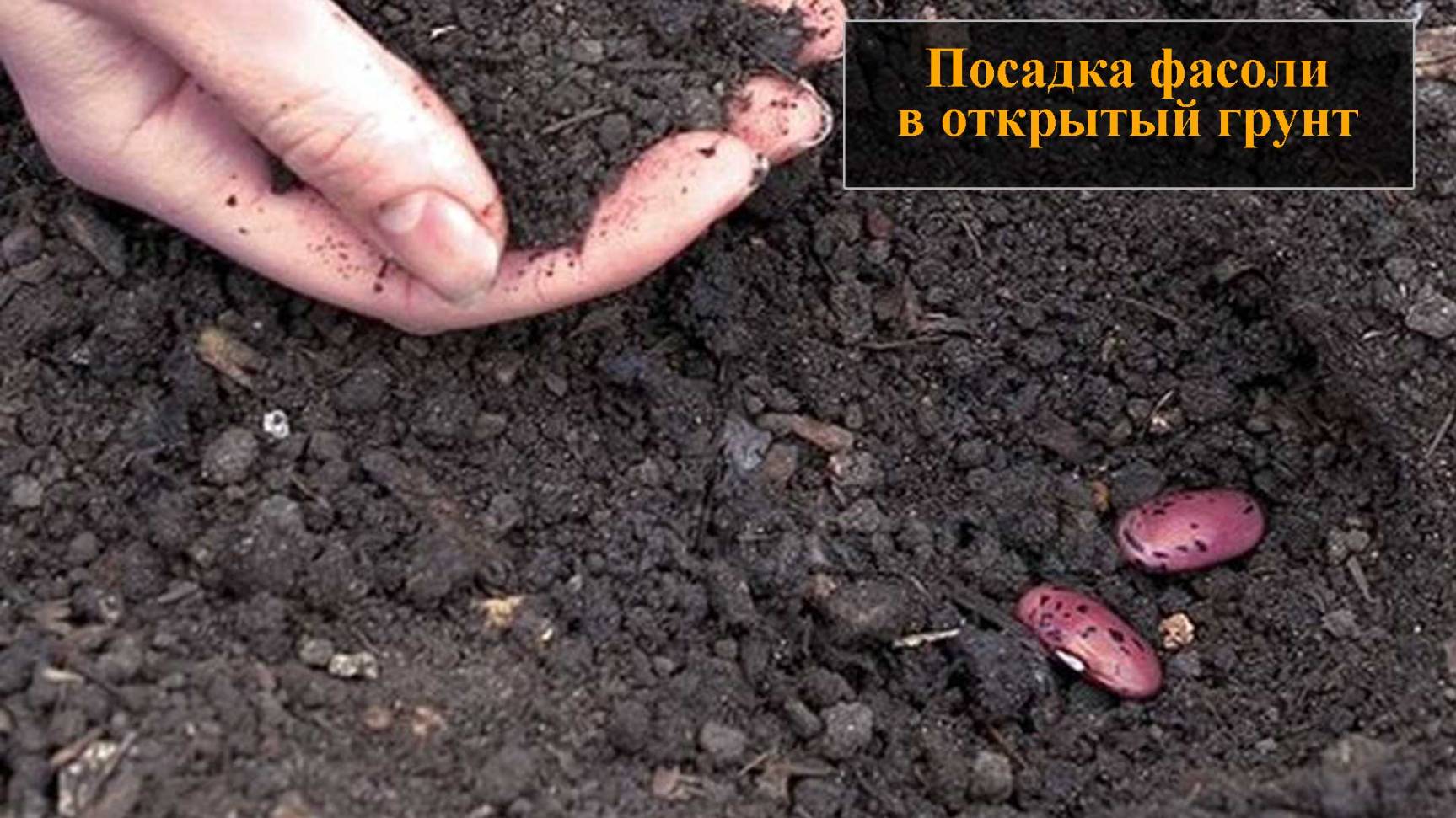 Посадка фасоли в открытый грунт семенами смотреть онлайн