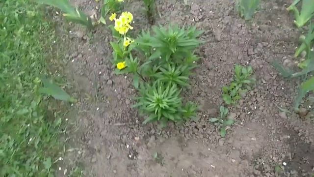 ВЛОГ приготовила сама панкейки/Ходили в магазин/Nastenka Box 💚/16.05.20г. смотреть онлайн