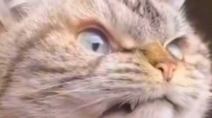 Смешные коты Подборка #3 / Забавные видео про домашних животных/ Смотреть приколы про котиков 2025