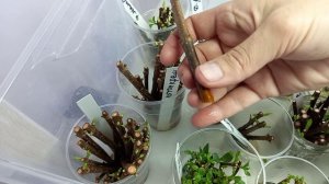 Одревестевшее черенкование метельчатых гортензий, часть 2.