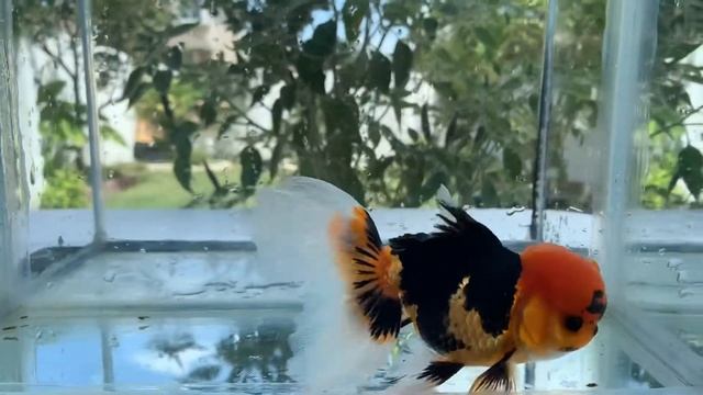 Apache Oranda смотреть онлайн