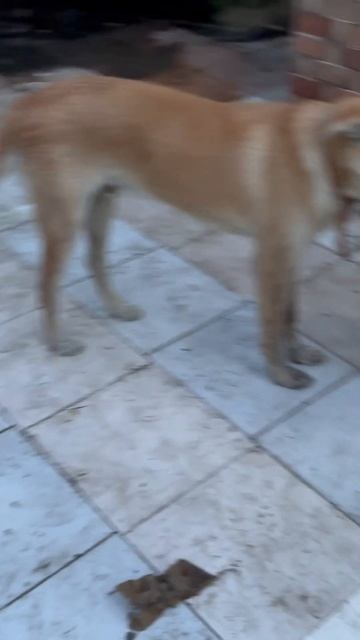 A deadly viral infection that spreads to people from the saliva of infected animal’s plz pray 🙏 ￼￼ смотреть онлайн