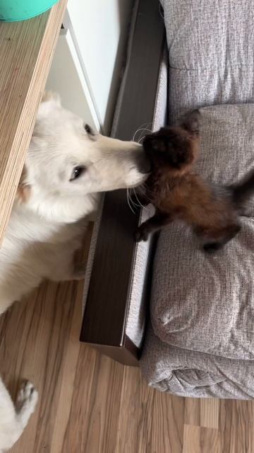 Котенок из леса. Часть 2😂#животные #котенок #собака #котипес #смешныеживотные #истории #история смотреть онлайн