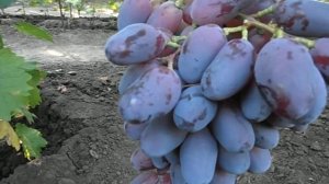 Виноград Байконур