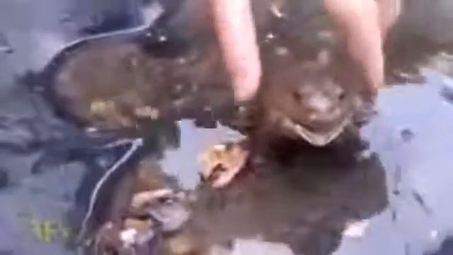 Шустрик Жаба прикол новое смотреть онлайн