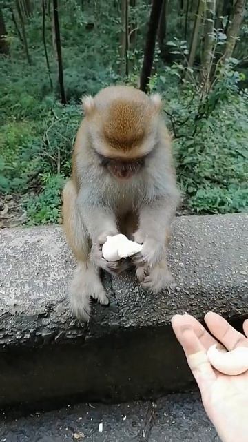#short monkey eat lettuce monkey george michael fruit giveaway grand piece asmr in movies featurema