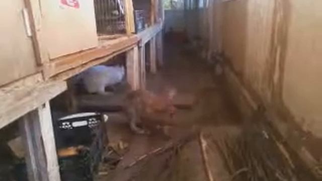 мои КРОЛЫ!!! смотреть онлайн