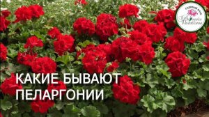 КАКИЕ БЫВАЮТ ПЕЛАРГОНИИ