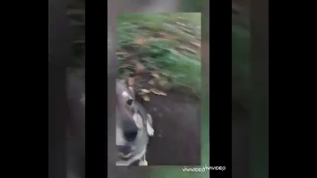 дрессировка собак во Владикавказе смотреть онлайн