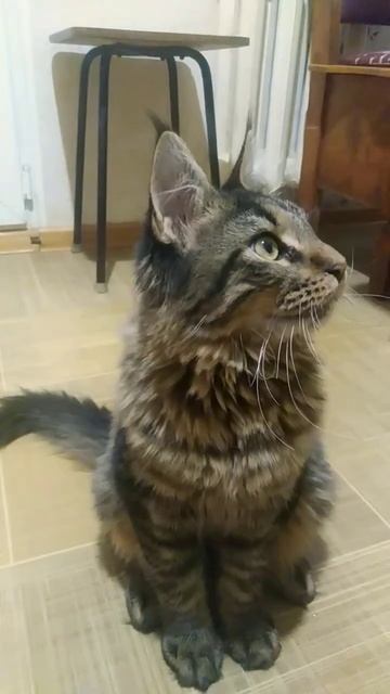 как понять настроение котика по хвосту #котики смотреть онлайн