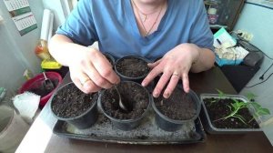 Перец. Секреты пикировки