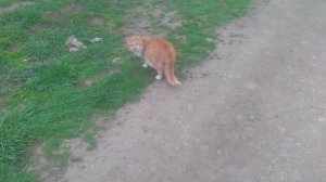 Рыжая кошечка 1 серия 1 сезон