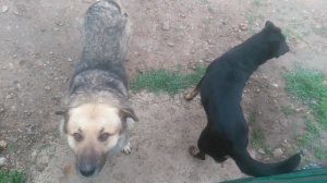 Пёс 7 серия 1 сезон  утром поиграть