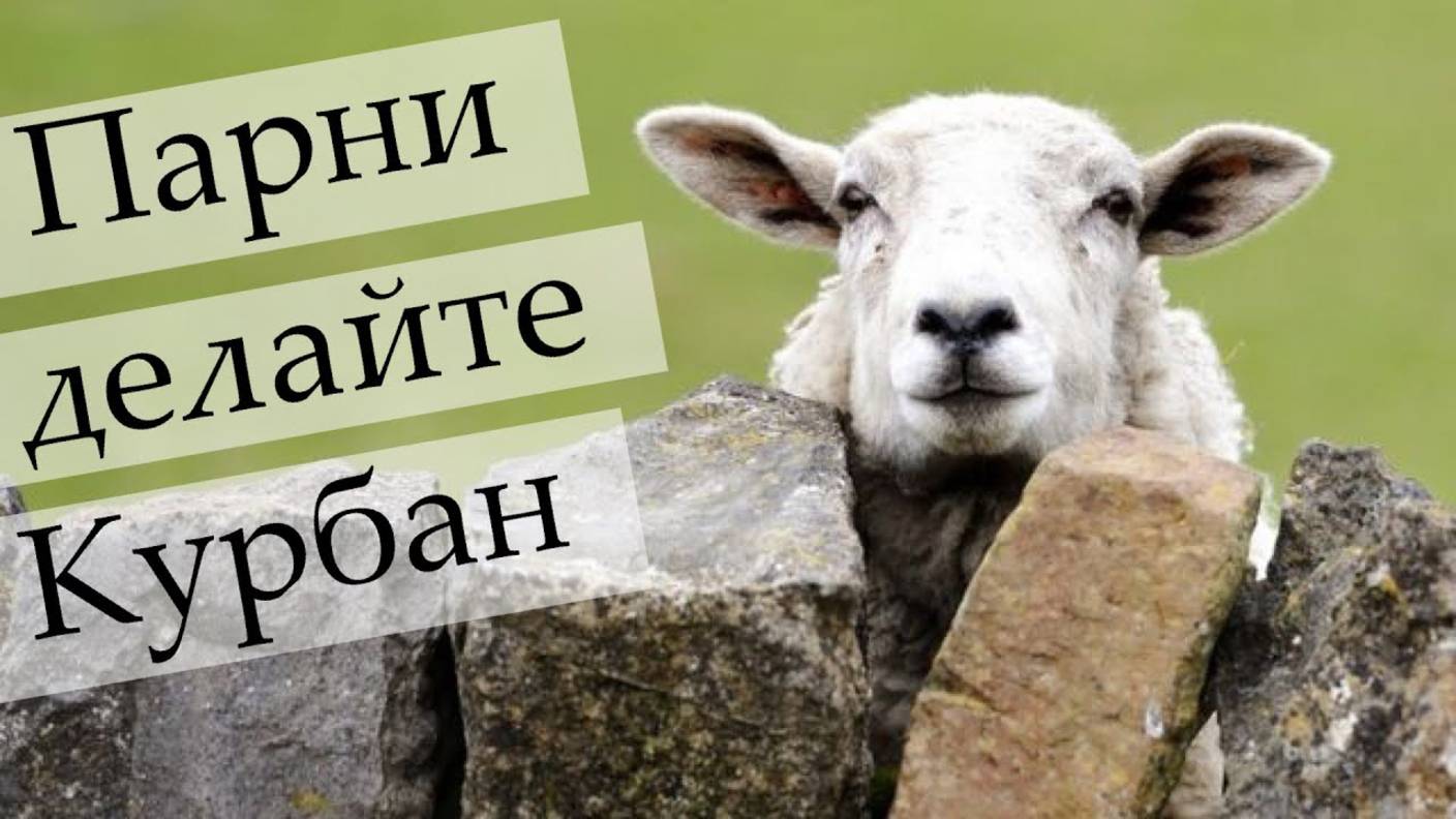 Курбан для молодых и дерзких смотреть онлайн