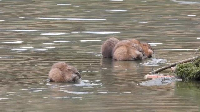 ондатры смотреть онлайн