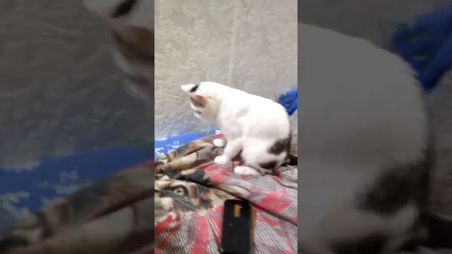Кот смотреть онлайн