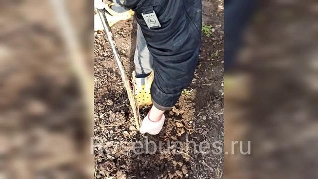 КАК ПОСАДИТЬ РОЗУ! rosebushes.ru смотреть онлайн