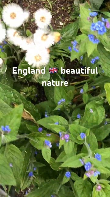 Coastal garden #entertainment #flower #uk #travelphotography #travel #naturephotography #nature смотреть онлайн