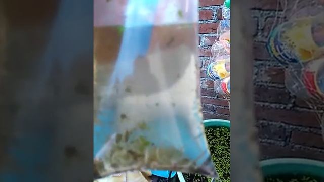 Gammarus =) смотреть онлайн