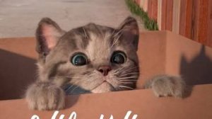 Маленький котёнок — моя любимая кошка — лучшее приложение и мультик для детей