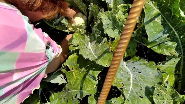 Первый урожай Капусты 🥦 июль 2023 смотреть онлайн