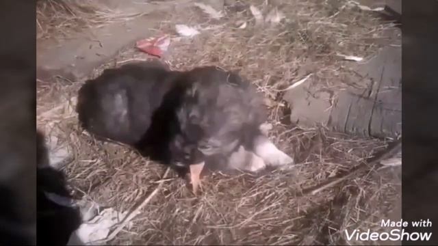 Щенячьи забавы