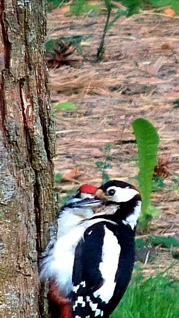 ОБУЧЕНИЕ  \  Training