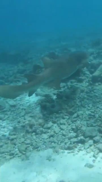 🇲🇻 Can SHARKS Be Friendly?!🦈😱 #shorts #shark #maldives #sharks #snorkeling #travel #diving смотреть онлайн