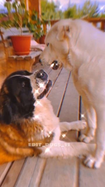 Заказ Эдит (Московская сторожевая)