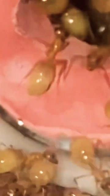 ⚠️ ya no caben 🐜 #ant #ants #hormigas #insects #viral смотреть онлайн