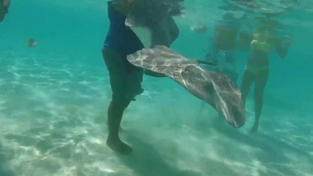 Tahiti Scuba Diving Vacation HD#4 GoPro, Sharks, Scuba Diving, Jetski