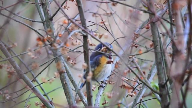 Codazzurro - Il folletto della Taiga - Full HD смотреть онлайн