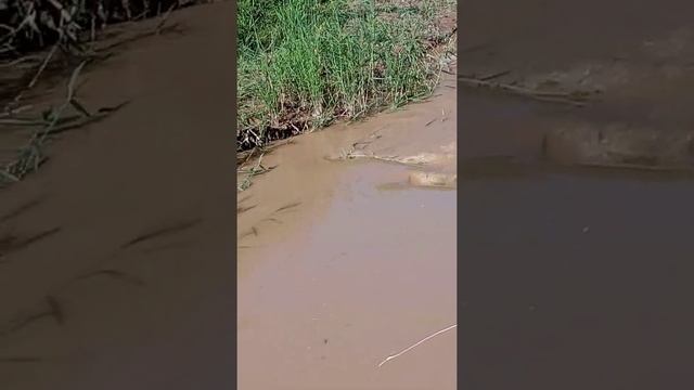 Тамарха жер ушын верып хойган суды озбеклер байлап салы егып атыр тамарха жерлер курап атыр смотреть онлайн