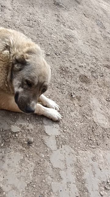 собакаулыбака