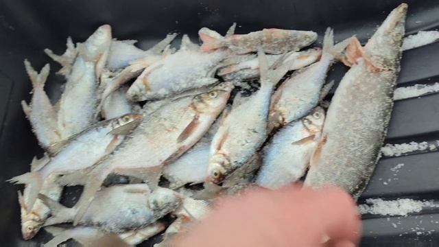 Щука. Подлещик. Сорога. Жерлица.