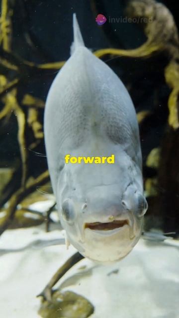 Uncovering the Ancient: Epic Animal History! смотреть онлайн