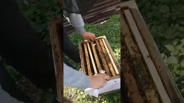Пчёлиное хозяйство смотреть онлайн