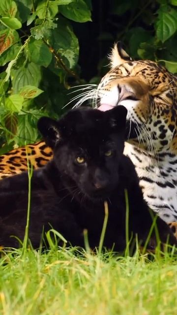 Tigers Love #shorts смотреть онлайн