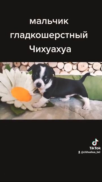 обзор щенка чихуахуа мальчик гладкошерстный черный с белым смотреть онлайн