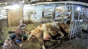 Ещё минус бык/Гердин отёл/Зима не хочет уходить