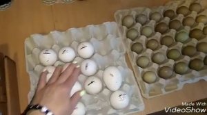 МОИ ИНКУБАТОРЫ -  НОРМА ЛУППЕР с8 И БЛИЦ ПК ВЫВОДНОЙ ОБЗОР