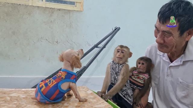 Monkey Sam takes care of and plays with the dog Bibi смотреть онлайн